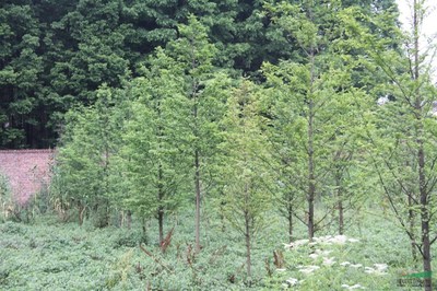 米径4公分水杉 植物中的活化石 低价水杉绿化苗木图片